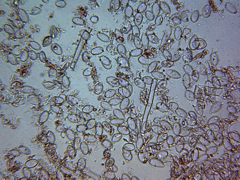 Botryobasidium candicans 7 - Conidios x 400
